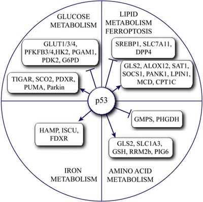 Emerging Roles of the Tumor Suppressor p53 in Metabolism